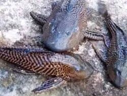 Ikan Sapu-Sapu di Sidrap, Dulu dibenci, Sekarang Dicari