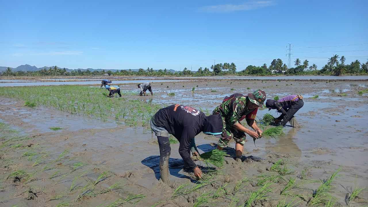 tni ikut membantu petani menanam padi