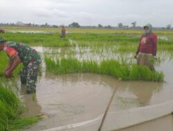 Aksi Babinsa Turun Ke Sawah Bantu Petani Cabut Bibit Siap Tanam
