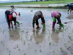 Babinsa Desa Damai Dampingi Petani Semprot Gulma dan Perluas Lahan Tanam