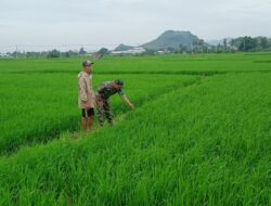 Babinsa Takkalasi Aktif Kawal Luas Tambah Tanam, Petani Semangat, Produksi Padi Naik!