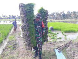 Babinsa Koramil 1420-01/Panca Lautang Laksanakan Pendampingan LTT Untuk Dukung Ketahanan Pangan Nasional