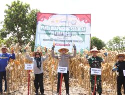 Pimpin Panen Raya Jagung, Kapolres Sidrap: Kami Siap Mendukung Ketahanan Pangan