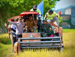 Dukung Swasembada Pangan, Kapolres Sidrap Hadiri Panen Raya IP 300