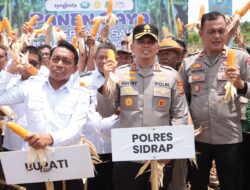 Wujud Kolaborasi, Kapolres Sidrap Bersama Forkompimda Pimpin Langsung Tanam dan Panen Jagung di Desa Mattirotasi